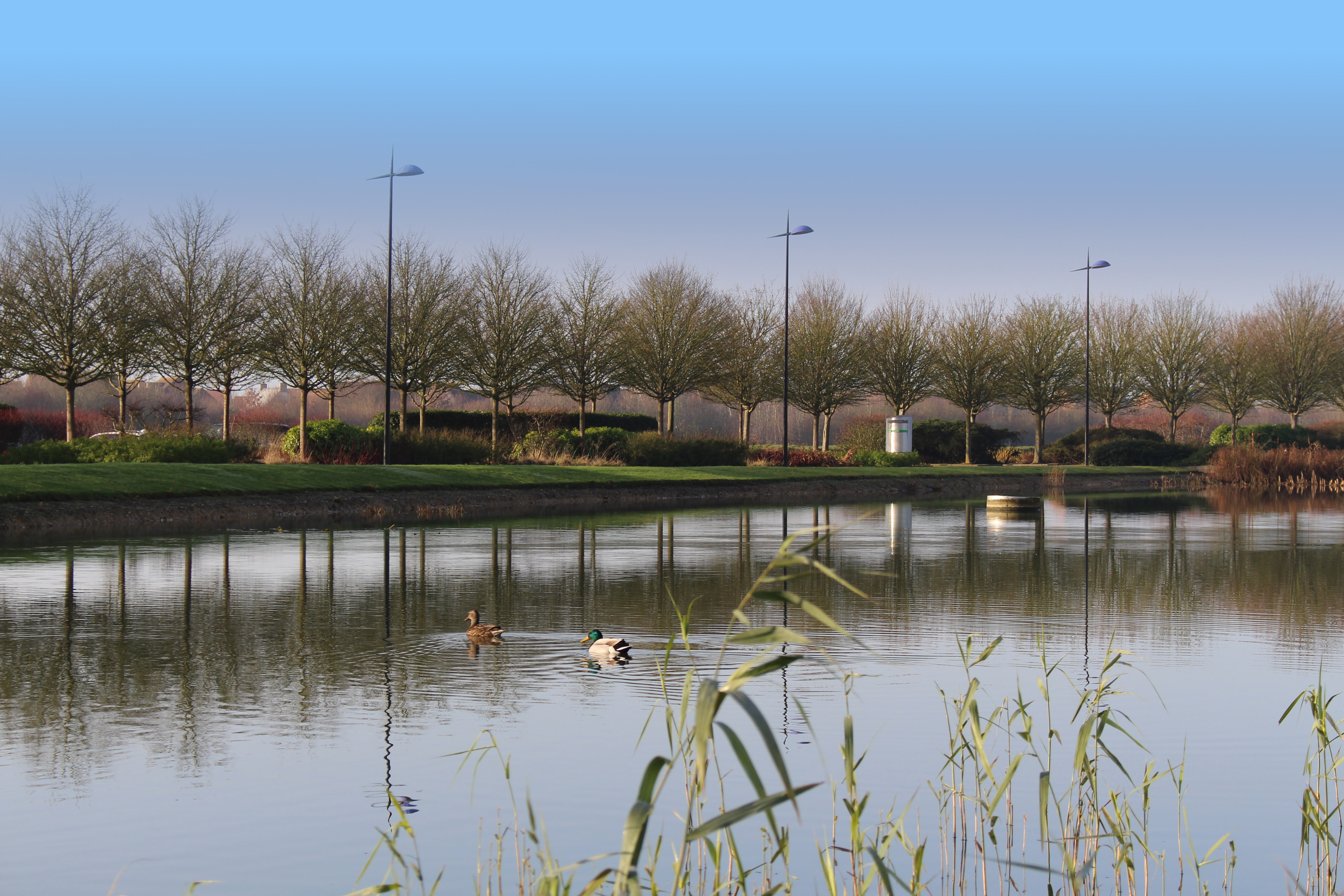 Ducks on lake in front of Helix office building